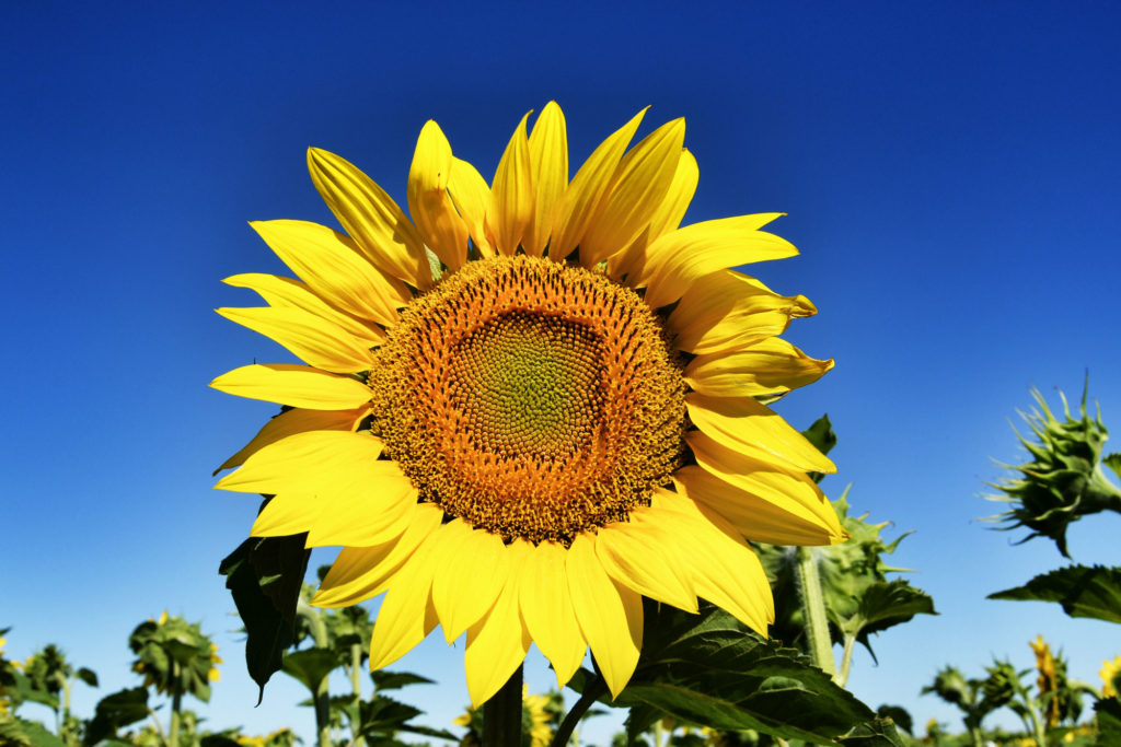 Un girasole ti dice se il tuo condominio è Smart