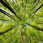 Foreste Iot
